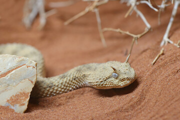 Wüsten-Hornviper / Saharan horned viper / Cerastes cerastes