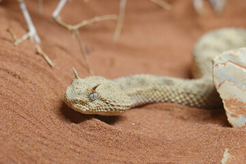 Wüsten-Hornviper / Saharan horned viper / Cerastes cerastes