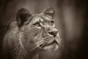 Obraz na płótnie Canvas The lion of Berber predator face nad dangerous sight.