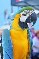 close up Blue and yellow macaw with green background.