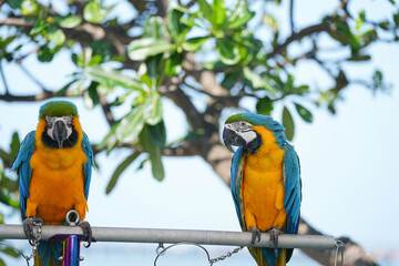 Blue and yellow macaw standing on branch.