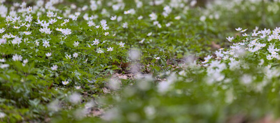spring group of anemone white flowers