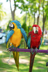greening macaw  parrots on a branch