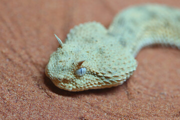 Wüsten-Hornviper / Saharan horned viper / Cerastes cerastes