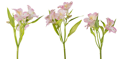 three branches of light pink freesia flowers isolated on white