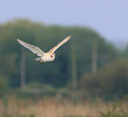 A stunning animal portrait of a Barn Owl in flight over the countryside. This Owl was out shortly after sunrise hunting for food.
