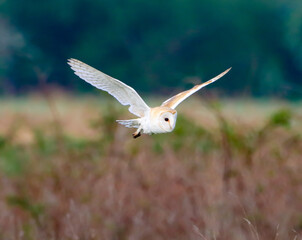 A beautiful animal portrait of a Barn Owl in flight over the countryside, shortly before sunset