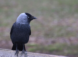 Jackdaw