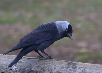 Jackdaw