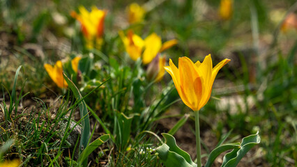 wild tulips in the mountains. beautiful tulips. orange tulips