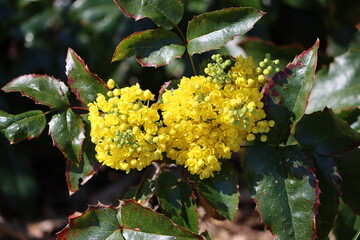 Sweden. Mahonia aquifolium, the Oregon grape or holly-leaved barberry, is a species of flowering plant in the family Berberidaceae, native to western North America. 