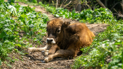 the calf is lying on the ground. cattle