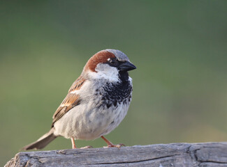 House sparrow