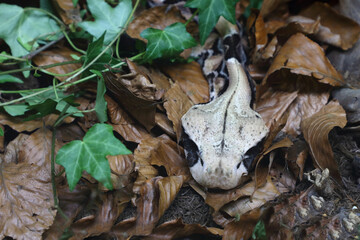 Östliche Gabunviper / Gaboon viper / Bitis gabonica