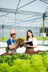 Man and woman working on lettuce plantation in farm using tablet and laptop  in the greenhouse..
