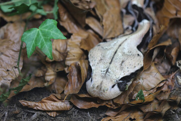 Östliche Gabunviper / Gaboon viper / Bitis gabonica