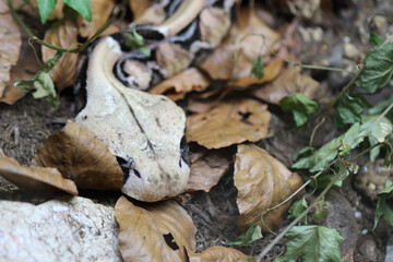 Östliche Gabunviper / Gaboon viper / Bitis gabonica