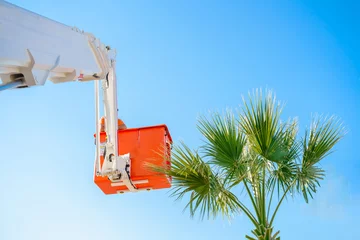 Poster Cutting trimming high tall palm trees.Pruning palm long old dry leaves.Man city municipal service worker cut foliage with chainsaws standing in crane cradle at height.Landscape coast works,sea resort © velirina