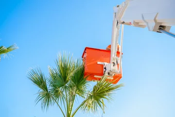 Tuinposter Cutting trimming high tall palm trees.Pruning palm long old dry leaves.Man city municipal service worker cut foliage with chainsaws standing in crane cradle at height.Landscape coast works,sea resort © velirina
