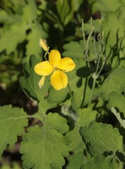 yellow flowers of celandine-chelidonium maius wild plant,herb close up