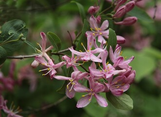 Fototapeta premium Lonicera tatarica bush with pink flowers at spring