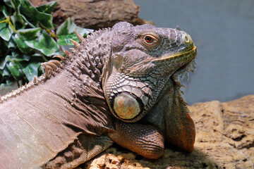 Fototapeta premium Grüner Leguan / Green iguana / Iguana iguana