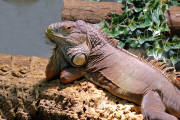 Grüner Leguan / Green iguana / Iguana iguana