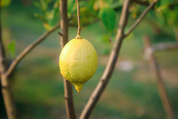 Yellow lemons on tree with leaves in garden