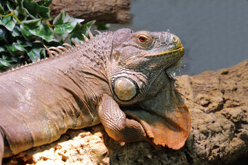 Grüner Leguan / Green iguana / Iguana iguana