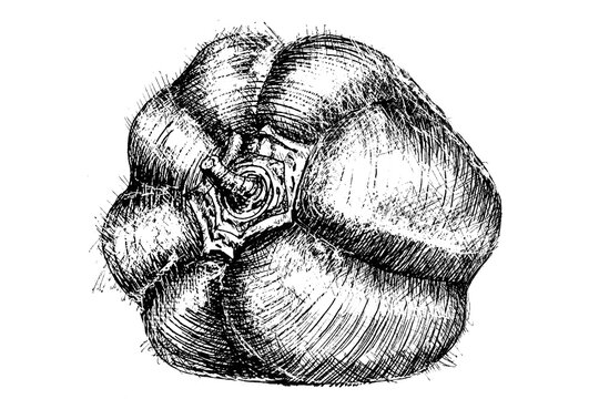 High-resolution jpeg bell pepper hand-drawn engraving illustration in ink. Peppadew pepper illustration in ink. Engraving of bell pepper. High resolution.