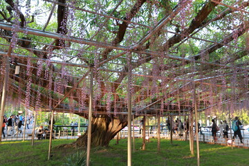 hangning wisterias in spring season in Japan