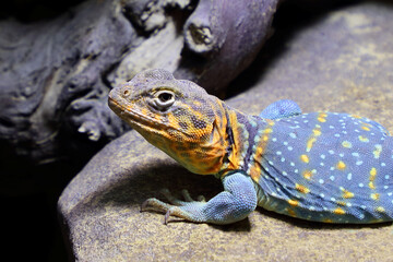 Halsbandleguan / Common collared lizard / Crotaphytus collaris collaris