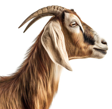 Profile of a brown, horned goat. Isolated on a transparent background. KI.