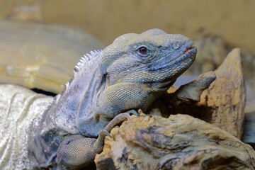 San Esteban Schwarzleguan / San Esteban spinytail iguana / Ctenosaura conspicuosa