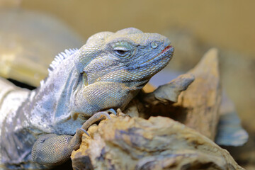 San Esteban Schwarzleguan / San Esteban spinytail iguana / Ctenosaura conspicuosa