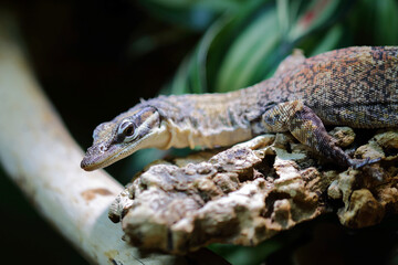 Glauerts Felsenwaran / Kimberley rock monitor / Varanus glauerti