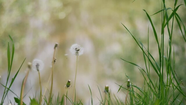 Selective focus footage of grass and dandelions in a sunny meadow