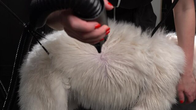 woman cleaning Husky dog at grooming salon, close up shot slow motion successful dog grooming business, marketing