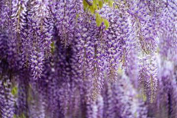 Blooming Wisteria Sinensis with scented classic purple flowersin full bloom in hanging racemes on the wind closeup. Garden with wisteria in spring.