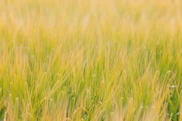 麦畑の黄色い麦の穂