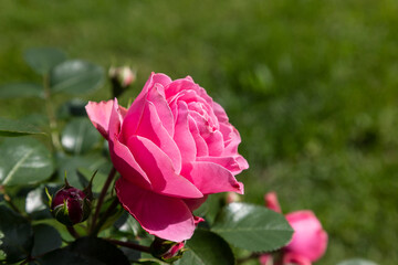 beautiful pink rose in the garden. Closeup