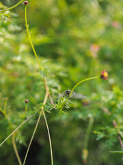 insects in my park in the morning