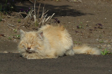 野良猫