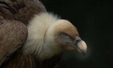 portrait of vulture