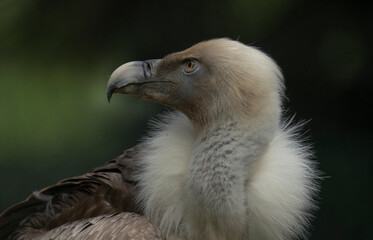 portrait of a vulture