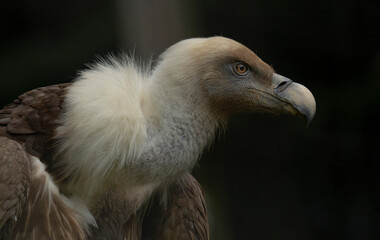 portrait of a vulture