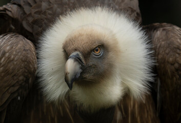 portrait of a vulture