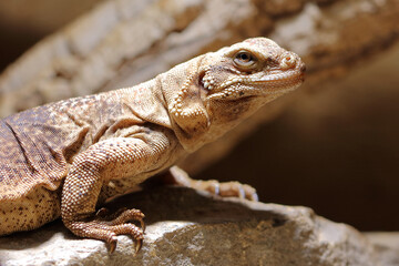 Chuckwalla / Common chuckwalla / Sauromalus ater