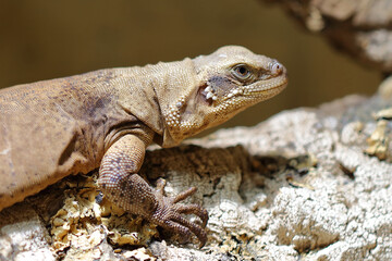 Chuckwalla / Common chuckwalla / Sauromalus ater