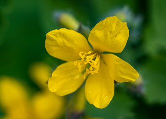 Detail of yellow flower of the Mentzelia affinis plant